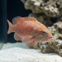 Alternative view of Red Hind Grouper