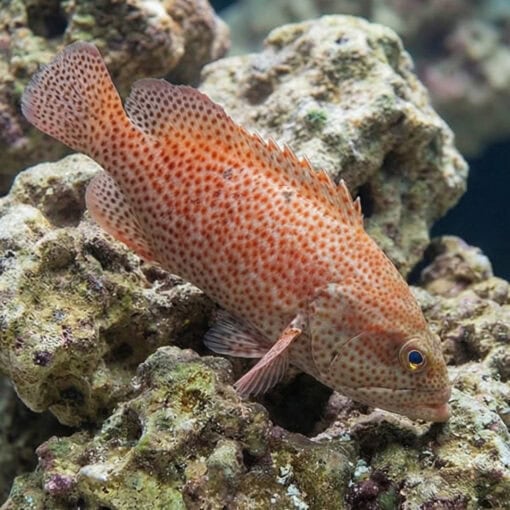 Red Hind Grouper - Image 3