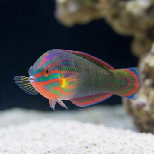 Red-Lined Wrasse - Image 2