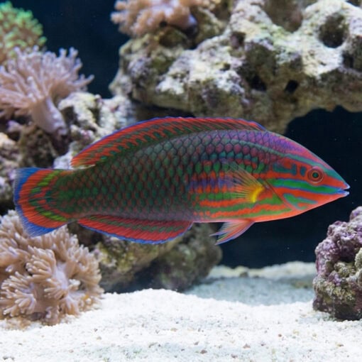 Red-Lined Wrasse - Image 3