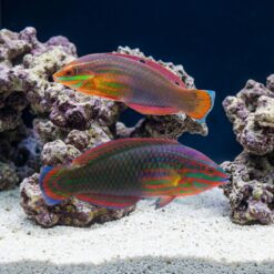 Red-Lined Wrasse