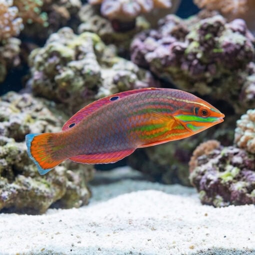 Red-Lined Wrasse - Image 4