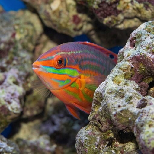 Red-Lined Wrasse - Image 5