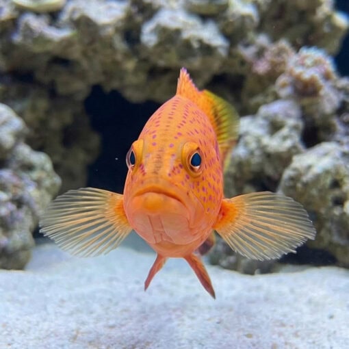 Lyretail Grouper - Image 2
