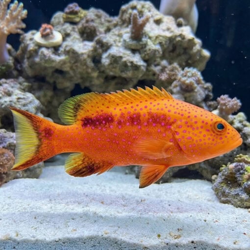 Lyretail Grouper - Image 3