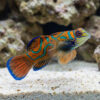 Red Mandarin Goby