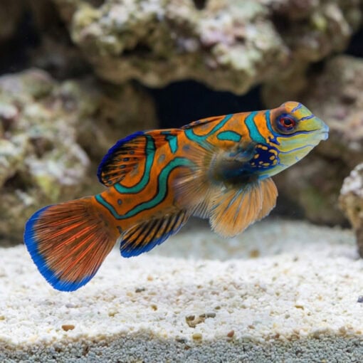 Red Mandarin Goby