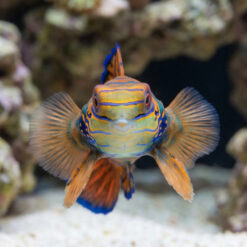 Alternative view of Red Mandarin Goby