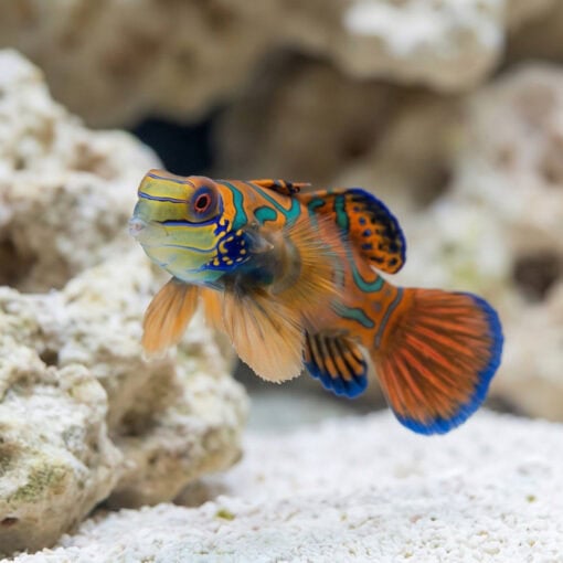 Red Mandarin Goby - Image 3
