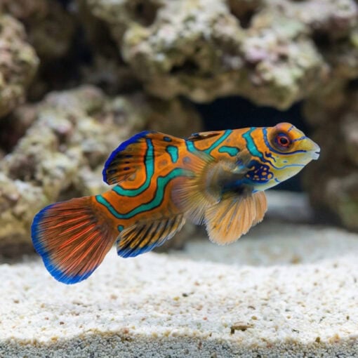 Red Mandarin Goby - Image 4