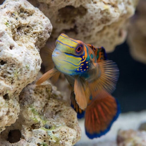 Red Mandarin Goby - Image 5