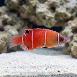 Red Pygmy Possum Wrasse