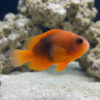 Red Saddle (Fire) Clownfish