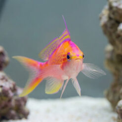 Alternative view of Flavoguttatus Anthias
