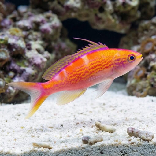 Flavoguttatus Anthias - Image 3