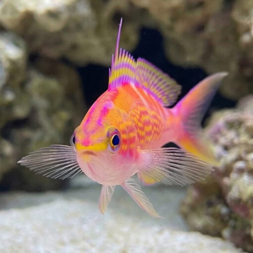 Flavoguttatus Anthias - Image 4