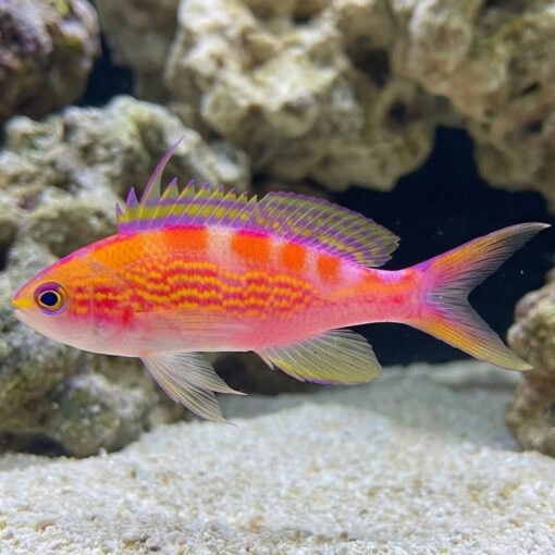 Flavoguttatus Anthias - Image 5