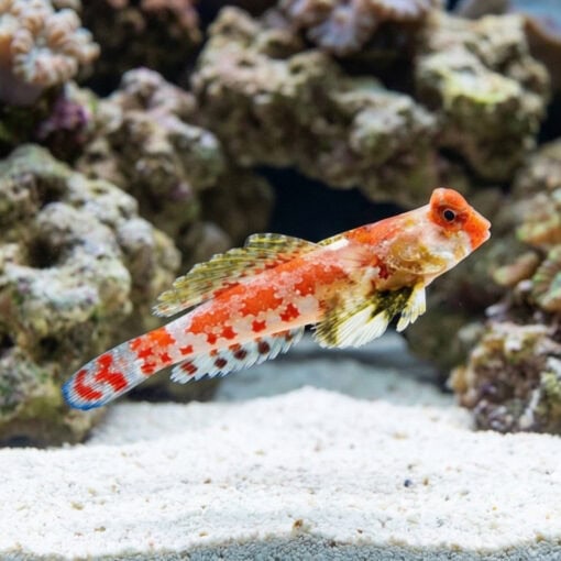 Red Scooter Blenny