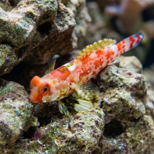 Red Scooter Blenny - Image 2
