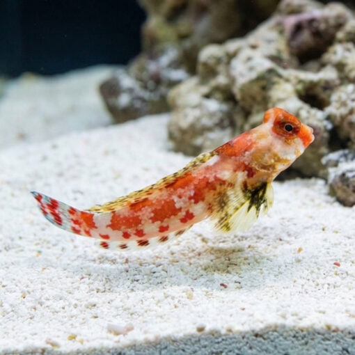 Red Scooter Blenny - Image 3