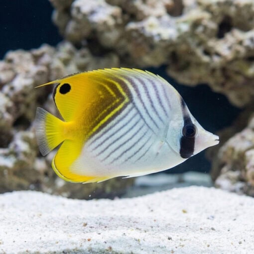 Threadfin Butterfly - Image 4