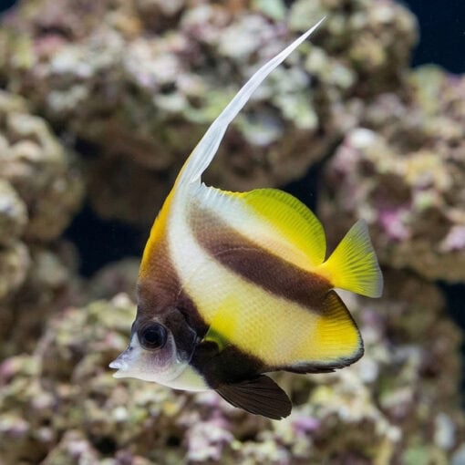 Red Sea Heniochus - Image 3