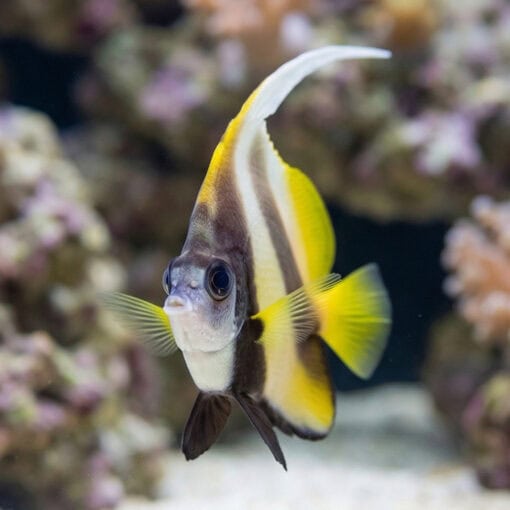 Red Sea Heniochus - Image 5