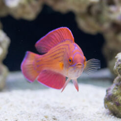 Alternative view of Eight Line Flasher Wrasse