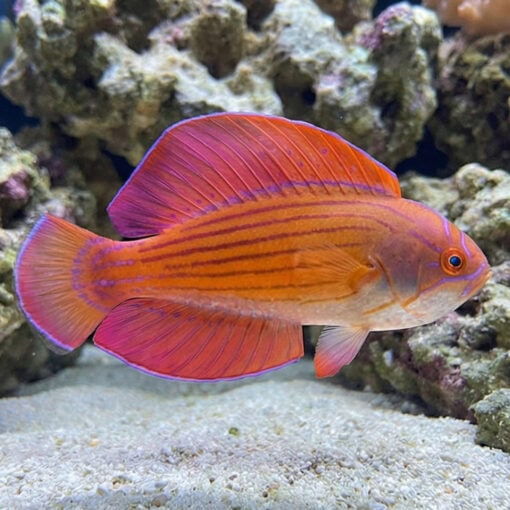 Eight Line Flasher Wrasse - Image 3