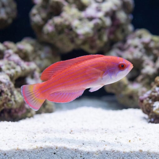 Eight Line Flasher Wrasse - Image 4