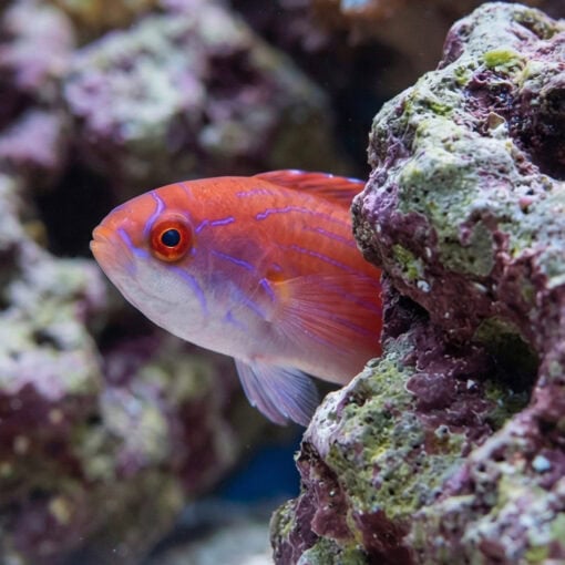 Eight Line Flasher Wrasse - Image 5