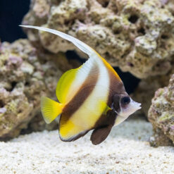 Red Sea Heniochus