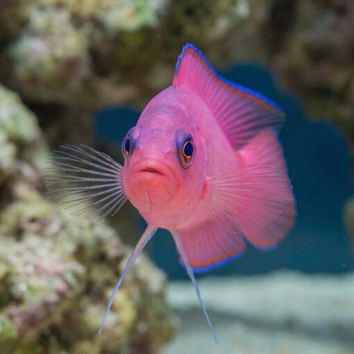 Ring Eyed Dottyback - Image 2