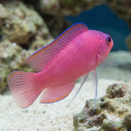 Ring Eyed Dottyback - Image 3