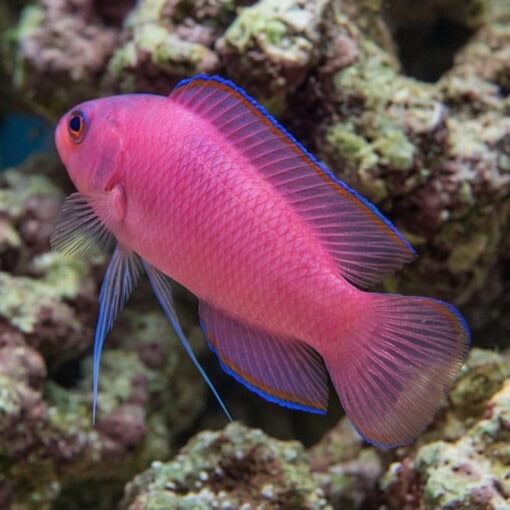 Ring Eyed Dottyback - Image 4