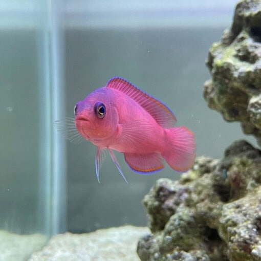 Ring Eyed Dottyback - Image 5