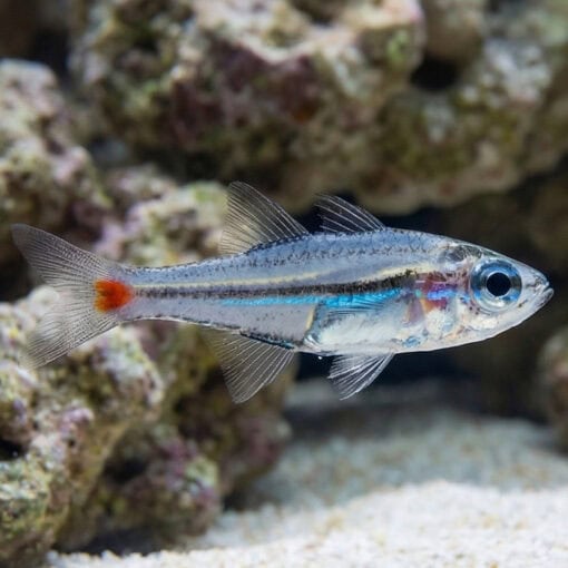 Red Spot Glass Cardinal - Image 3