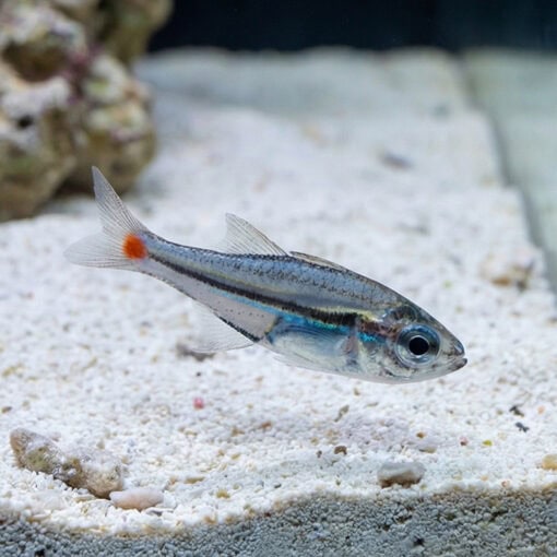 Red Spot Glass Cardinal - Image 5