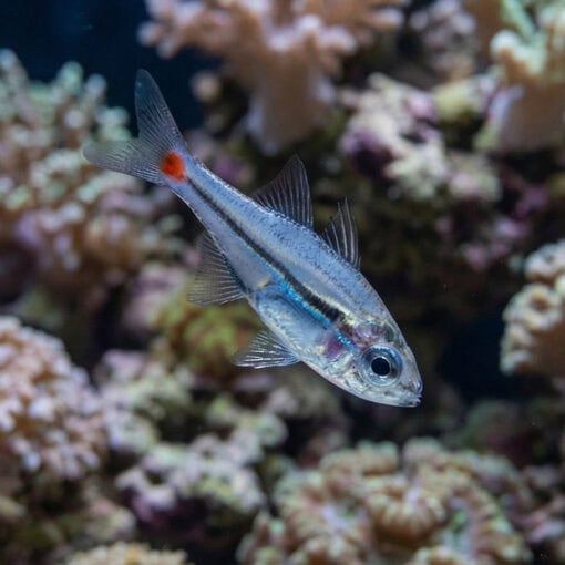 Red Spot Glass Cardinal