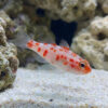 Red Spot Trimma Goby