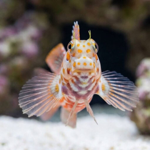 Orange Spotted Blenny - Image 2