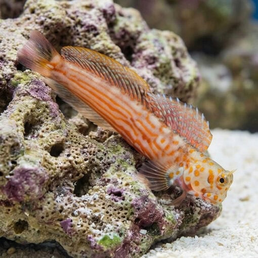 Orange Spotted Blenny - Image 3