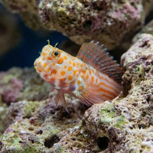 Orange Spotted Blenny - Image 4