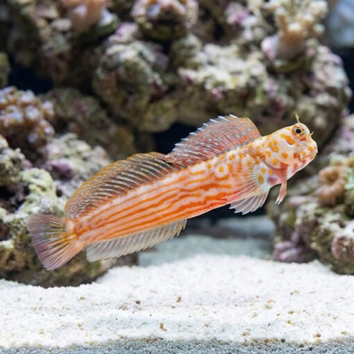 Orange Spotted Blenny - Image 5