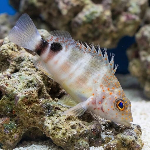 Red Spotted Hawkfish