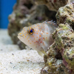 Alternative view of Red Spotted Hawkfish