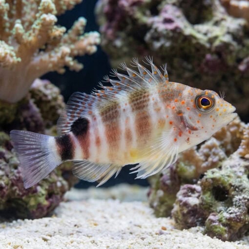 Red Spotted Hawkfish - Image 3