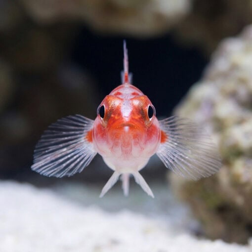 Red Spot Trimma Goby - Image 2