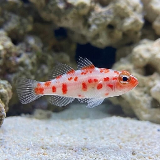 Red Spot Trimma Goby - Image 3