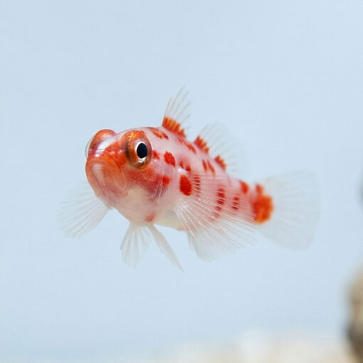 Red Spot Trimma Goby - Image 4